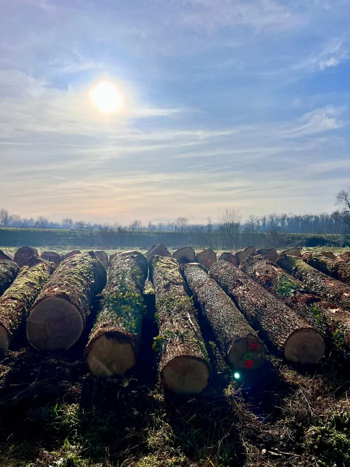 Sustainably managed forest